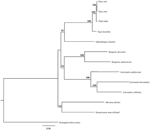 Figure 1. A maximum–likelihood (ML) tree of the Sinomicrurus macclellandi in this study and other 12 related species was constructed based on the dataset of the whole mitochondrial genome by online tool RAxML. The numbers above the branch meant bootstrap value. The analyzed species and corresponding NCBI accession number as follows: Naja atra (EU913475), N. atra (EU921898), N. naja (DQ343648), N. kaouthia (LC431744), Ophiophagus hannah (EU921899), Bungarus fasciatus (EU579523), B. multicinctus (EU579522), Laticauda semifasciata (KY496325), L. laticaudata (KY496323), L. colubrine (KY496324), Micrurus fulvius (GU045453), Sinomicrurus macclellandi (MT547176), and Deinagkistrodon acutus (MK450437).