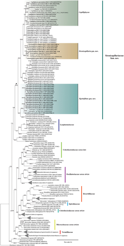 Fig. 49. Maximum likelihood and Bayesian inference, showing Bayesian topology of the phylogenetic relationship of the 16S rRNA gene sequence of the 30 cyanobacterial strains presented in this work and 141 cyanobacterial taxa including Gloeobacter violaceus PCC 7421 (NR074282) as outgroup. Bootstrap support and posterior probabilities ≥50 and 0.5 are shown at consensus nodes of both inferential analyses, respectively. (*) represents the reference strains for the species; triangle indicates the branch where the family Sirenicapillariaceae is delimited; stars denote the type species of the genus.