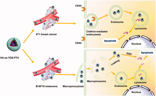 Figure 1. Schematic illustration of different antitumor mechanisms of HA-ss-TOS-PTX against 4T1 cells and B16F10 cell bearing mice, respectively. After being intravenously administrated, HA-ss-TOS micelles rapidly accumulated in 4T1 tumor tissue and B16F10 melanoma cells.