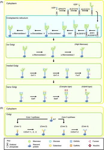 Figure 1. Glycan biosynthesis of secreted proteins in humans. (A) N-glycosylation initiates with the construction of a Glc3Man9GlcNAc2-PP-dolichol precursor glycan which is then attached onto asparagine residues of nascent proteins as part of a cotranslational modification. Properly folded proteins are then trafficked to the Golgi apparatus where a myriad of factors influence further processing of glycans to form a heterogeneous population of oligomannose, complex- or hybrid-type glycostructures. (B) O-linked glycosylation initiates in the Golgi with the attachment of N-acetylgalactosamine (GalNAc) units onto serine and threonine residues of newly translated proteins. Addition of galactose (Gal) and N-acetylglucosamine (GlcNAc) units subsequently results in the synthesis of different O-glycan core structures (core 1 to 4). Uridine diphosphate (UDP)-glucose; Guanosine diphosphate (GDP)-mannose; Dolichyl-phosphate N-acetylglucosaminephosphotransferase 1 (DPAGT1); Asparagine linked glycosylation (ALG) genes; RNA polymerase-associated protein RTF1 homolog (RTF1); Oligosaccaryl transferase (OST); N-acetylglucosaminyl Transferase I (GnT-I); N-acetylglucosaminyl Transferase II (GnT-II); Fucosyltransferase (FucT); Galactosyltransferase (GalT); Sialyltransferase (SialT); β-1,6 GlcNAc transferases (C2GnT-1, -2 or -3); N-acetylneuraminic acid (Neu5Ac).