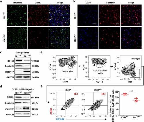 Figure 2. The upregulation of immunosuppressive microglia and β-catenin protein levels in IDH1WT GBM. (a) Representative immunofluorescence images of the microglial marker TMEM119 (green) and the anti-inflammatory microglia marker CD163 (red) in tissues from IDH1WT GBM patients (n = 4). Tissues from IDH1MUT GBM patients were used for control. (b) Representative immunofluorescence images of β-catenin (red) in the above tissues (n = 4). Immunoblots showing CD163, β-catenin and IDH1R132H protein expression in tissues isolated from the above GBM patients (n = 4) (c) and GL261 GBM allografts (n = 4) (d). (e) Strategy for discriminating microglia from tissue specimen with the gate of CD11b+ CD45+ Iba1+ CD49d−. (f) Flow cytometric analysis of the percentage of microglia with different phenotypes in IDH1WT GL261 GBM allografts. Tissues from IDH1MUT GL261 GBM allografts were used for control (n = 4, Student’s t-test). Scale bars: 50 μm at ×20 magnification. All values are shown as Mean±SD. ***p < .001