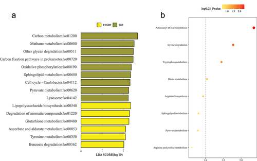 Figure 7. Functional analysis between sleeve gastrectomy and Roux-en-Y gastric bypass at 9 months for (a) microbial pathways and (b) metabolomic pathways. Bright yellow represents enriched pathways for Roux-en-Y gastric bypass and dark yellow represents enriched pathways for sleeve gastrectomy. P-value < 0.05 (or log 0.05 p-value > 1.0) is considered statistically significant.