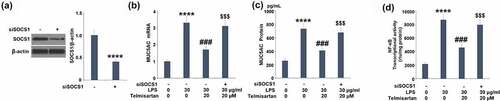 Figure 7. Silencing of SOCS1 abolished the protective effects of Telmisartan against LPS- induced production of MUC5AC. Cells were transfected with SOCS1 siRNA, followed by challenging with LPS (30 μg/ml) with or without Telmisartan (10, and 20 μM) for 24 hours. (a). Western blot analysis revealed successful knockdown of SOCS1; (b). mRNA of MUC5AC; (c). Production of MUC5AC; (d) Transcriptional activity of NF-kB measured by a luciferase assay (****, P < 0.0001 vs. vehicle group; ###, P < 0.001 vs. LPS group; $$$, P < 0.001 vs. LPS+ Telmisartan group)