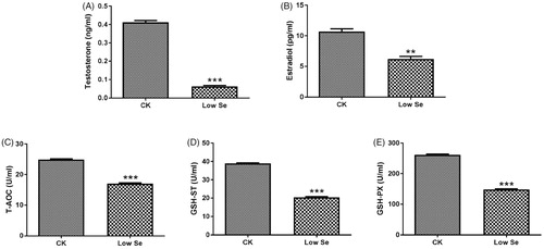 Figure 3. Effects of Se-deficiency on changes of serum sex hormones and antioxidant enzymes. (A) Testosterone, (B) Oestradiol, (C) T-AOC, (D) GSH-ST and (E) GSH-PX. **, ***Significant differences (p < .01, p < .001) between the CK group and the low Se group.