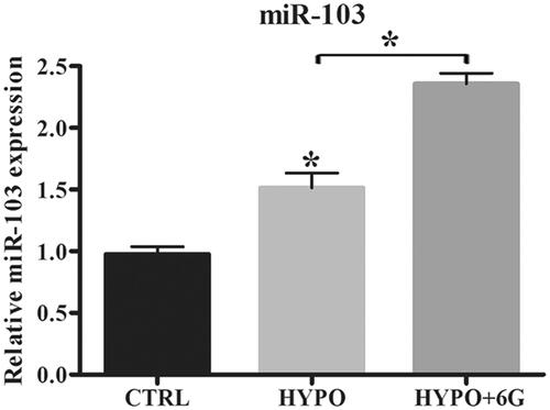 Figure 3. 6-Gingerols (6G) increases miR-103 expression in PC-12 cells. (A) Relative expression of miR-103 was detected by qRT-PCR. Data are reported as mean ± SD. *p < .05.