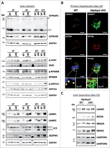 Figure 3. Activation of MTORC1 and lysosomal MTOR recruitment are late responses in ATP6AP2-depleted liver. (A) Time course of the expression levels of selected proteins in wild-type and Atp6ap2 conditional knockout (cKO) liver following the first application of poly (I:C) at d 1. Phosphorylated (p-) and total protein were detected for the MTORC1 targets RPS6KB (Thr389) and ULK1 (Ser757) as well as of the MTORC1 repressor AKT1S1 (Thr246). Detection of GAPDH was used to visualize equal protein loading. * indicates nonspecific antibody binding. CTF, C-terminal fragments. (B) Fluorescence microscopy analysis of MTOR localization in fixed wild-type and Atp6ap2 cKO hepatocytes (d 10). A co-staining of LAMP2 and TCIRG1/ATP6V0A3 (V0 a3) was used to assess lysosomes and the Atp6ap2 knockout efficiency, respectively. Boxed areas are resolved with higher magnification. Scale bars: 10 µm. (C) Liver lysosomes (tritosomes) were isolated from 2 wild-type and 2 Atp6ap2 cKO mice (d 15) and processed for immunoblotting. Atp6ap2 cKO tritosome preparations display increased levels of the kinase MTOR as well as of the MTORC1 recruiting proteins RRAGA, RRAGC, LAMTOR1 and LAMTOR2. LAMP2 levels in the isolated lysosomes were not changed between the genotypes. The experiment was reproduced using a second set of 2 wild-type and 2 Atp6ap2 cKO tritosome preparations (not shown).