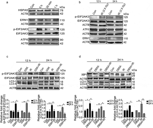 Figure 4. Radiation-induced activation profile of specific UPR pathways. (a) Immunoblot analysis of radiation-induced changes in specific UPR branch proteins at the early time point (0–1 h post-irradiation); blots were probed with HSPA5, ERN1, ATF6, p-EIF2AK3 and total EIF2AK3 specific antibodies. The time point of 0 h was taken immediately after radiation. (b) Western blot analysis of ERN1, ATF6 and p-EIF2AK3 levels at 12 and 24 h post-irradiation. (c) Immunoblot analysis of radiation-induced changes in EIF2AK3 phosphorylation and autophagy levels (LC3-II), in the presence of the EIF2AK3 inhibitor GSK2606414 at 12 and 24 h post-irradiation. The graph shows quantification of band intensities (relative to ACTB). (d) Immunoblot analysis of radiation-induced changes in the cleavage of XBP1 and autophagy levels (LC3-II), in the presence of the ERN1 inhibitor DBSA at 12 and 24 h post-irradiation. The graph shows quantification of band intensities (relative to ACTB) from 3 independent experiments.