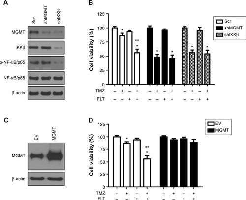 Figure 5 Fluoxetine enhances TMZ’s antitumoral effect by disrupting NF-κB–MGMT pathway.