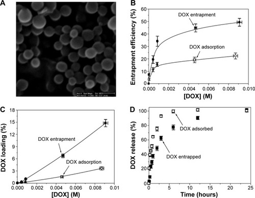 Figure 1 Doxorubicin-loaded PBCA NPs.Notes: Scanning electron microscope picture of PBCA NPs (A). Scale bar: 150 nm. DOX entrapment efficiency (%) (B), and DOX loading (%) (C) values on the surface of (adsorption procedure, open symbols: □), and within (entrapment procedure, full symbols: ■) PBCA NPs, as a function of the initial drug concentration (the lines are guides to the eye). Release of previously entrapped (full symbols: ■) or adsorbed (open symbols: □) doxorubicin from PBCA NPs as a function of the incubation time in PBS, at pH =7.4±0.1 and 37.0°C±0.5°C (D).Abbreviations: DOX, doxorubicin; PBCA NPs, poly(butylcyanoacrylate) nanoparticles; PBS, phosphate buffered saline.