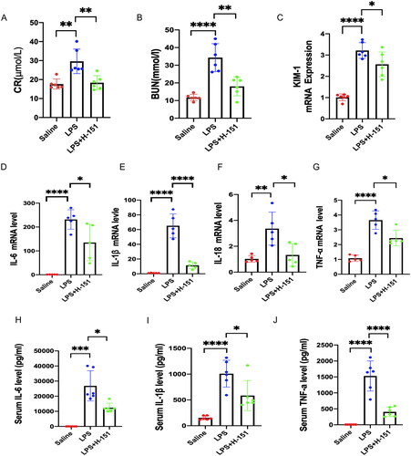 Figure 4. H-151 improves LPS-induced renal dysfunction and inflammatory response. (A, B) Levels of serum creatinine and blood urea nitrogen in mice in each group (n = 6). (C) Detection of kidney injury marker KIM-1 (n = 6). (D–G) Detection on the mRNA levels of IL-6, IL-1β, IL-18, and TNF-α in kidney tissue of saline group, LPS group, and H-151 + LPS group (n = 5). (H–J) Determination of IL-6, IL-1β, and TNF-α levels in serum (n = 6). *p < .05, **p < .01, ***p < .01, and ****p < .0001.