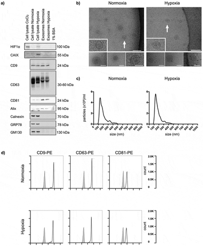 Figure 1. Characteristics of normoxic and hypoxic exosomes released by HCT116 cells. Cells were incubated in medium supplemented with BSA under normoxia or hypoxia for 24 h, and whole cell lysates and extracellular vesicles (EVs) isolated by ultracentrifugation were characterised. For each set of experiments, three biological set-ups were done. (a) Immunoblot images of hypoxia-inducible factor type-1α (HIF1α), carbonic anhydrase IX (CAIX), CD9, CD63, CD81, Alix, Calnexin, GRP78 and GM130 expression. CoCl2 (100 μM for 4 h in normoxia) was positive control for cellular HIF1α expression; culture medium containing 1% BSA was negative control for EVs. 10 μg proteins were loaded in each gel lane. (b) Cryo-electron microscopy images (50,000 × , 80,000 × and 100,000 × magnifications) of EVs. The positions of the zoomed-in panels within the wide-field views are indicated by arrows; scale bars are 100 nm. The lower panels are independent representative high-magnification images; scale bars are 75 nm. (c) NanoSight tracking histograms of EVs. Mean values from three biological set-ups are shown. (d) Flow-cytometry histograms of EVs stained with Phycoerythrin (PE)-labelled exosome-enriched markers (open traces) or isotype control (filled traces).