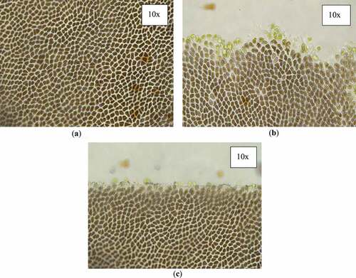 Figure 5. Microscopic views of laver samples. (a) Microscopic view of normal laver cells; (b) Microscopic view of fracture sites of laver samples under tensile test; (c) Microscopic view of fracture sites of laver samples under shear test.