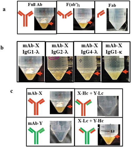 Figure 3. Mapping the domain of mAb-X associated with LLPS. (a) Solution behavior of full-length mAb-X IgG, F(ab′)2, and Fab. (b) Solutions for mAb-X formatted with different IgG subclasses or light-chain isotypes. (c) Solutions for mAb-X, mAb-Y, and chimeric mAbs. Samples were prepared in 50 mM Tris-HCl, pH 7.4, at approximately 12 mg/mL, and stored at 4ºC for 24 hours.