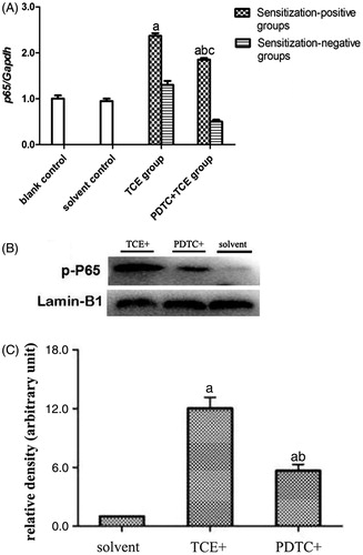 Figure 7. Renal p65 gene and p-p65 protein expression. (A) p65 mRNA. Values significantly different vs. asolvent control or bTCE+ (each p < 0.05). (B) p-p65 expression. (C) Result expressed as ratio of p-p65:GAPDH. Values shown are means ± SD. Significant vs. asolvent control, or bTCE+ 72 hr group (each p < 0.05).