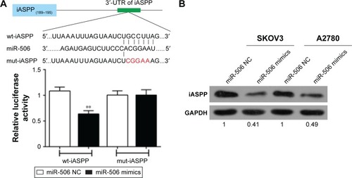 Figure 6 miR-506 regulated iASPP expression by direct targeting.