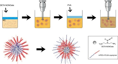 Figure 2 Double emulsion method to prepare DETA NONOate encapsulating mPEG–PLGA NPs.Note: Double emulsion began with an emulsification procedure creating a W/O phase for encapsulation of the DETA NONOates followed by a W/O/W phase.Abbreviations: DETA NONOate, diethylenetriamine NONOate; mPEG, methoxy poly(ethylene glycol); NONOate, N-diazeniumdiolate; NPs, nanoparticles; PLGA, poly(lactic-co-glycolic acid); W/O/W, water-in-oil-in-water.