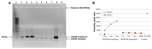 Figure 5 Agarose gel electrophoresis of nanobarcoded superparamagnetic iron oxide nanoparticle (NB-SPION) suspension and supernatants. (A) Gel image: lane L, DNA ladder; lanes 1–3, polymerase chain reactions (PCR) with NB-SPIONs (1, 3, or 6 μg); lanes 4–6, PCRs with SPION-free supernatant (1, 3, or 6 μL); lane 7, PCR reactions without NB (negative water control); lane 8, PCR reactions with free NB (positive control); lane 9, 10 μg NB-SPIONs (nonamplification control). The 100-bp band has been indicated for reference. (B) Semiquantitative analysis of intensity peak size of 99 bp and 99 nt bands by ImageJ.