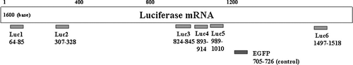 FIGURE 1 Locations of shRNAs targeting luciferase mRNA.