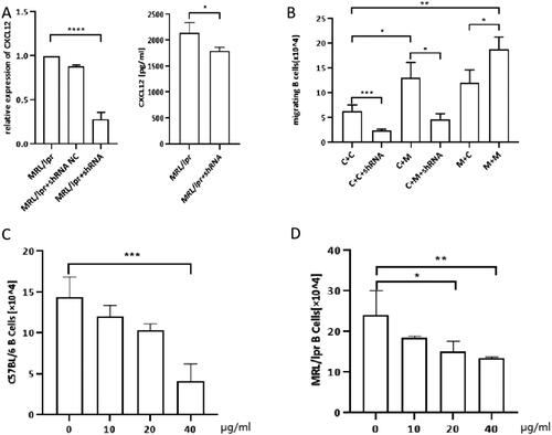 Figure 3. The number of transwell migration of B cells to OBs. A: shRNAefficiency was shown by qRT-PCR. shRNA effectively decreases supernatant concentration of CXCL12 in the OBs culture.(MPL/lpr + shRNA: MPL/lpr-derived OBs transinfected with shRNA by lentiviral vector). B: Transwell migration of splenic B cells (upper chamber) to OBs (lower chamber): C + C: C57/BL6 mice B cells (upper chamber) + C57/BL6 mice OBs (lower chamber); C + C + shRNA: C57/BL6 mice B cells (upper chamber) + C57/BL6 mice OBs transfected with shRNA (lower chamber); C + M: C57/BL6 mice B cells (upper chamber) + MRL/lpr mice OBs (lower chamber); C + M + shRNA:C57/BL6 mice B cells (upper chamber) + MRL/lpr mice OBs transfected with shRNA (lower chamber); M + C: MRL/lpr mice B cells (upper chamber) + C57/BL6 mice OBs (lower chamber); M + M: MRL/lpr mice B cells (upper chamber) + MRL/lpr mice OBs (lower chamber). C: Number of C57-derived splenic B cells migrated to MRL/lpr-derived OBs treated with CXCL12 antagonists (LIT-927) at different concentration. D: Number of MRL/lpr-derived splenic B cells migrated to MRL/lpr-derived OBs treated with LIT-927 at different concentration. Data represented the mean ± SD. *p < 0.05, **p < 0.01, ***p < 0.001.