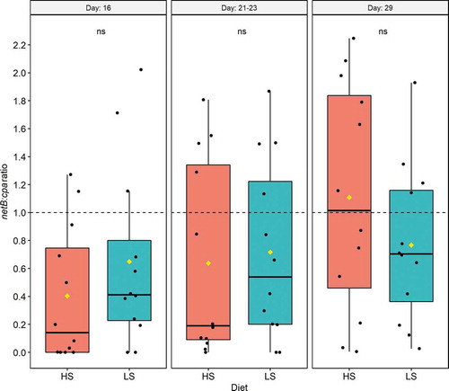 Figure 2. Effect of dietary starch to fat ratios on the Clostridium perfringens netB:cpa ratio in caecal samples on days 16, 21–23 and 29