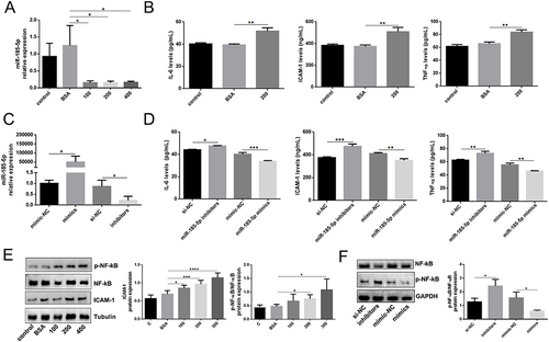 Figure 2 MiR-185-5p is associated with inflammation in vitro. (A) MiR-185-5p levels were significantly decreased in human skin fibroblast under AGEs conditions (100 ug/mL, 200 ug/mL, 400 ug/mL) (n = 3), *P < 0.05. (B) Inflammation factors (IL-6, TNF-α, and ICAM-1) were increased in human skin fibroblast under AGEs (200 ug/mL) conditions, (n = 3), **P < 0.01. (C) MiR-185-5p levels were significantly detected in human skin fibroblasts transfected with miR-185-5p inhibitors/mimics under AGEs conditions (n = 3), *P < 0.05. (D) Inflammation factors (IL-6, TNF-α, and ICAM-1) were detected in human skin fibroblasts transfected with miR-185-5p inhibitors/mimics under AGEs (200 ug/mL) conditions (n = 3), *P < 0.05, **P < 0.01, ***P < 0.001. (E) ICAM-1, p-NF-κB, and NF-κB proteins were detected in human skin fibroblast under AGEs with different concentrations (100 ug/mL, 200 ug/mL, 400 ug/mL) by Western blots (n=3), *P < 0.05, ***P < 0.001, ****P < 0.0001. (F) NF-κB and p-NF-κB proteins were detected in human skin fibroblasts transfected with miR-185-5p inhibitors/mimics under AGEs (200 ug/mL) conditions (n = 3), *P < 0.05.