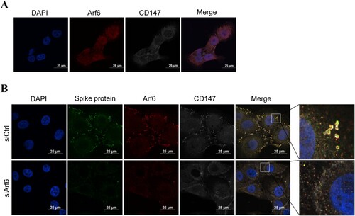 Figure 4. The co-localization of targeted proteins was observed by immunofluorescence staining. (A) The co-localization between Arf6 (red) and CD147 (white) was analyzed in Vero E6 cells by immunofluorescence staining. Scale bars, 25 μm. (B) The co-localization of spike protein (green), Arf6 (red), and CD147 (white) was analyzed in Vero E6 cells and Arf6 knockdown cells by multicolour immunofluorescence staining. Scale bars, 25 μm.
