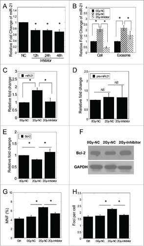 Figure 5. Inhibiting the miR-21 expression in directly irradiated cells suppressed the exosomal miR-21 induced RIBE. (A) The expression of miR-21 in cells at different time points after transfected with miR-21 inhibitor. (B) The expression of miR-21 in irradiated cells previously transfected with NC or miR-21 inhibitor and in exosomes 4 hours after irradiation. (C) MiR-21 expression of bystander cells co-cultured with exosomes in (B). (D) The expression of pre-miR-21 of bystander cells co-cultured with exosomes in (B). (E) The mRNA expression of Bcl−2 in bystander cells 24 h after co-cultured with exosomes in (B). (F) Bcl-2 expression in bystander cells 24 h after co-cultured with exosomes in (B) by western blotting assay. (G) Frequency of micronuclei (MNF) in bystander cells treated for 48 h with exosomes in (B). (H) Yields of 53BP1 foci in bystander cells treated for 2 h with exosomes in (B). Error bars represent means ± standard error of 3 biological replicates and the superscript (*) denote a significant difference between groups (P < 0.05) as determined by Student's t test.