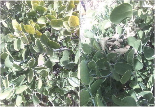 Figure 1. Cadaba rotundifolia Forssk leaves