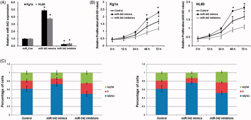 Figure 2. MiR-342 upregulation repress cell proliferation and G1/S transition of human leukemia cells. (A) MiR-342 mimics induced miR-342 expression in Kg1a and HL60 cells. (B) MTT assay revealed the effects of miR-342 on cell proliferation in Kg1a and HL60 cells. (C) The effects of MiR-342 on G1/S transition in Kg1a and HL60 cells. p < .01 vs. normal controls.