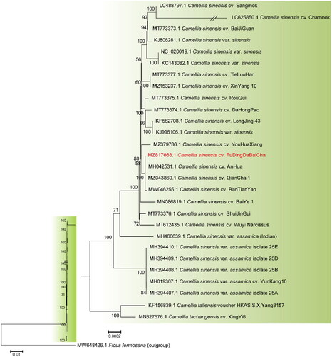 Figure 3. Phylogenetic relationships of different Camellia sinensis cultivars based on their complete chloroplast genome sequences. The phylogenetic tree was constructed using Neighbor-Joining (NJ) method with 1000 bootstrap replicates. The bootstrap values were labeled at each branch nodes. The branch of LC625850.1 was depicted as one fifth of the original branch length. The following published sequences were used to construct the NJ-tree: LC488797.1 (Lee et al. Citation2020), MT773373.1 (Fan et al. Citation2022), KJ806281.1 (Huang et al. Citation2014), MT773377.1 (Fan et al. Citation2022), MZ153237.1 (Yan et al. Citation2021), MT773375.1 (Fan et al. Citation2022), MT773374.1 (Li et al. Citation2021), KF562708.1 (Ye et al. Citation2014), MH042531.1 (Dong et al. Citation2018), MZ043860.1 (Yang et al. Citation2022), MW046255.1 (Fan et al. Citation2022), MN086819.1 (Hao, Wang, et al. Citation2019), MT773376.1 (Fan et al. Citation2022), MH019307.1 (Zhang et al. Citation2019), KF156839.1 (Yang et al. Citation2013), and MN327576.1 (Hao, Ma, et al. Citation2019).