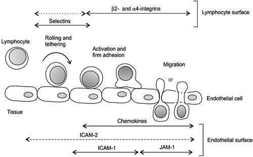 Figure 1. Leukocyte translocation to extravasal tissues. Sugar‐binding selectins are the main molecules, which mediate leukocyte tethering and rolling. This event is followed by firm adhesion mediated by leukocyte integrins and their ligands (ICAMs). The migration into tissues may take place between the endothelial cells and possibly through these cells and involve integrins and intracellular signaling.
