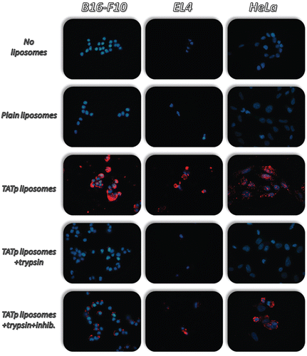 Figure 3.  Fluorescence microscopy showing the internalization of rhodamine-PE-labeled TATp-containing liposomes (Red-rhodamine; Blue-Hoechst nuclei staining) by B16-F10, EL4 and HeLa cells following incubation with trypsin (0.1mg/ml) for 1hr at 370C. Both TATp-modified liposomes and TATp-modified liposomes pre-treated with trypsin and with trypsin inhibitor (1mg/ml) enhanced internalization by cells.