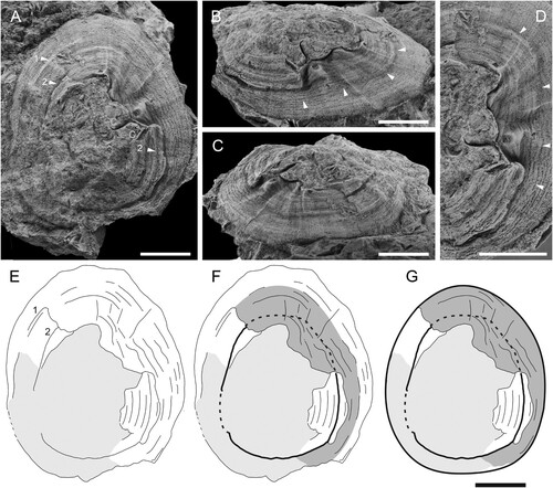 Figure 4. Specimen PMU 37568. A–C. Dorsal, anterior oblique and oblique right lateral views. White number 1 indicates the left anterior-lateral flank, whereas numbers 2 mark the impressed comarginal line that circle the shell. The white letters c mark the two cuts immediately on the apical side of the main scar. In Fig. B, the white arrows mark a comarginal line which would approximately delimit the extent of the original damage. D. Dorsal view, with detail of embayment. White arrows as in Fig. B. E–G. Interpretive drawings. E. An outline of the shell and scar (numbers as in Fig. A). F. Shell removed during the attacks is indicated in dark grey. Black solid and dotted line indicates the impressed comarginal line that circle the shell (number 2 in Fig. A). G. The shell at the time of the attack, with same features as in Fig. F outlined. Scale bars = 0.5 cm.