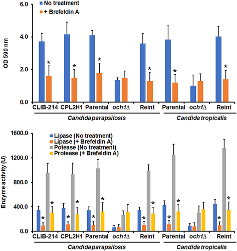 Figure 4 Effect of brefeldin A on Candida parapsilosis and Candida tropicalis biofilms formation and secreted proteinase and phospholipase activity. Cells were placed in polystyrene 96-microtiter plates, and cell adhesion was allowed for 4h at 30°C. Then, non-adherent cells were removed, and biofilms were allowed to generate by adding RPMI-1640 medium and incubating for 24 h at 37°C. Cells were stained with crystal violet, and absorbance at 590 nm was measured. No treatment refers to biofilms generated under the above-described conditions; + brefeldin A; biofilms were formed in the presence of 60 µg mL−1 brefeldin A. In the lower panel, after biofilms were formed, protease and phospholipase activities were measured in the extracellular component of biofilms. *P < 0.05 when compared with the No Treatment condition. Data are shown as means ± SD from three experiments performed by duplicate. For the case of Candida parapsilosis, Parental, och1∆, and Reint (reintegrant) are CPRI, AP-1, and AP-2, respectively. For Candida tropicalis, Parental, och1∆, and Reint are MYA-3404, HMY181, and HMY205, respectively.