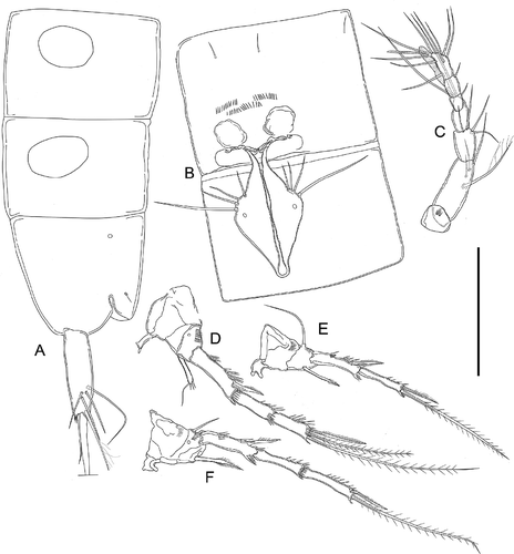 Figure 4. Kinnecaris xanthi sp. nov. A, female, fourth and fifth urosomites, anal somite, anal operculum and caudal ramus, lateral view. B, female, first urosomite, leg 5, genital double-somite and genital field, ventral view. C, female, antennule, dorsal view. D, female, leg 2. E, female, leg 3. F, female, leg 4. Scale bar: 50 µm.