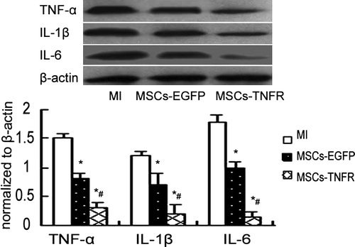 Figure 5.  Western blot analyzed TNF-α,IL-1β and IL-6 protein production from free wall of MI rats in each group. *p < 0.05 compared with MI control group; #p < 0.05 compared with MSCs-EGFP group.