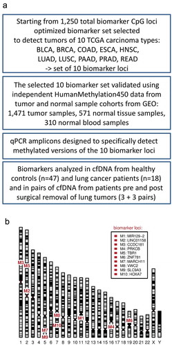 Figure 1. (a) A flowchart of the study, (b) A human ideogram showing chromosomal locations of DNA methylation biomarkers.