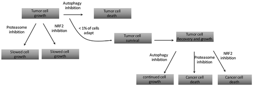 Figure 1. A flow chart describing how rare, autophagy-dependent cancer cells that circumvent autophagy inhibition have acquired new targetable susceptibilities.