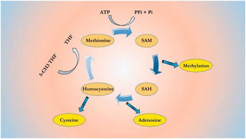 Figure 2. Methionine-homocysteine cycle. SAM is synthesized from ATP and methionine. SAM is the common methyl donor for almost 50 different methyltransferases that recognize different methyl acceptors, such as proteins and nucleic acids. The SAH, demethylated product of SAM, is a powerful competitive methyltransferase inhibitor. Its accumulation is prevented by SAH hydrolase to homocysteine and adenosine. Homocysteine can be remethylated to methionine by 5-methyltetrahyfolate (5-CH3THF) or trans-sulfurated to cysteine.
