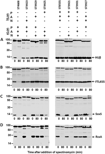 Fig. 8 Degradation of representative Lon substrates by the Lon domain swap mutants or hybrid Lon variants.Stability of HUβ (a), FTL455 (b), SoxS (c), and RcsA (d) was detected in the presence of the domain swap mutants between eLon and hLon as illustrated in Fig. S5
