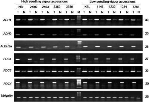 Figure 4. Induction of ADH1, ADH2, ALDH2a, PDC1, PDC2 and PDC4 genes in rice seedlings under submergence.