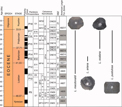 Figure 27. Stratigraphical ranges of the lepidocyclinids species at the Cuban sections and their correlation with the American Larger Foraminifera Zones (ABZ) proposed by Mitchel et al. (2022). ABZ zonation scheme calibrated against planktic foraminifera and calcareous nannofossils zonations along with Shallow Benthic Zonation (Mitchell et al., Citation2022).
