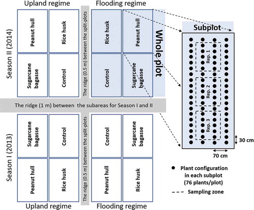 Figure 1. Layout of the experimental plots showing the split-plot design with the two treatment factors, water regime (i.e. upland and flooding) and mulching (i.e. control, sugarcane bagasse, peanut hull, and rice husk), assigned in the whole plot and subplot, respectively, for taro cultivation in the two cropping seasons. Season I was the winter cropping from 24 December 2013 to 30 September 2014 and Season II was the spring cropping from 14 March to 31 December 2014. Three sampling zones in a subplot are delineating with the dash lines, in which was one plant randomly selected as the replicates (i.e. Reps. 1, 2, and 3)