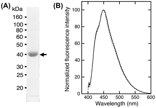 Fig. 5. Purified ΔN-PrP-EBFP and fluorescence spectrum. (A) Purified ΔN-PrP-EBFP was analyzed by SDS-PAGE. (B) Fluorescence emission spectrum of ΔN-PrP-EBFP. The protein was excited at 386 nm.