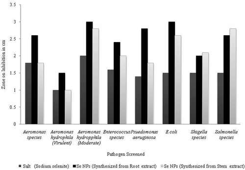 Figure 4. Zone of inhibition (in cm) of green synthesized selenium nanoparticles from stem and root extracts of B. axillaris against the pathogenic bacteria of fish.