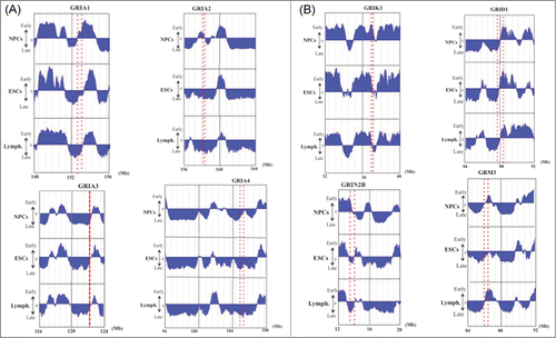 Figure 3. DNA replication timings of selected neuronal glutamate receptor genes in NPCs, ESCs and lymphoblastoid cells. The position or the range (large genes) of each gene is indicated by a red dotted line or 2 dotted lines for large genes. (A) Replication timing of AMPA glutamate receptor family (GRIA1–4). (B) Examples of replication timing of other large (> 200 kb) glutamate receptor genes. The “y” axis on each graph indicates the estimated numerical value for DNA replication timing obtained from ReplicationDomain. Average replication timing data for each cell line is shown. The value “0” indicates medium replication timing. The upper horizontal line and the bottom horizontal line of each graph indicate the value of 2.4 (very early replication timing) and -2.4 (very late replication timing), respectively. “Lymph.” indicates lymphoblastoid cells.