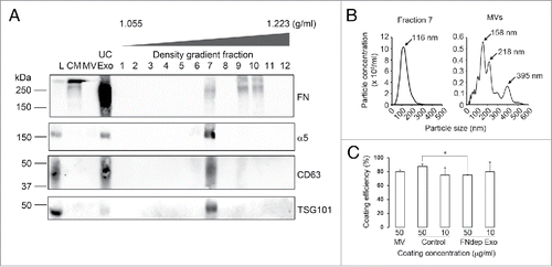Figure 2. Characterization of extracellular vesicle preparations. Exosomes and MV were isolated from conditioned media (CM) using ultracentrifugation (UC-Exo). Exosomes were further purified using density gradient centrifugation. (A) Western blot analysis of the fractions (Density gradient fractions 1–12) for exosome markers CD63 and TSG101 identified Fraction 7 as the major peak containing exosomes. Both FN and its receptor α5 integrin were present in the Fraction 7 exosome peak. FN was also present separate from exosome markers in Fractions 9 and 10. L = Total Cell Lysate, MV = Microvesicles. (B) NanoSight analysis of Fraction 7 showed a typical exosome size profile. The MV preparation also showed a typical size profile. (C) Exosome coating efficiency. MV = Microvesicles, Control = Regular exosomes, FNdep Exo = FN-depleted exosomes. *p < 0.05.