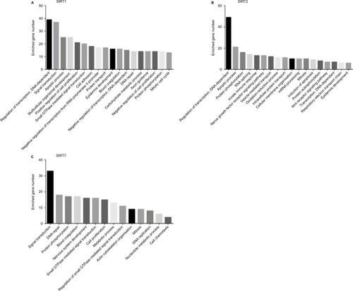 Figure 4 Biological processes regulated by SIRT1, SIRT2, and SIRT7 in TCGA NSCLC patients: (A) SIRT1, (B) SIRT2, and (C). SIRT7.Abbreviations: TCGA, The Cancer Genome Atlas; NSCLC, non–small cell lung cancer; SIRT1, sirtuin 1; SIRT2, sirtuin 2; SIRT7, sirtuin 7.