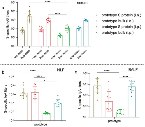 Figure 1. Antibody responses induced by the prototype SARS-CoV-2 vaccine in mice. a. S protein-specific IgG titers in serum samples collected after the first dose and the second dose (n = 10). b–c. S protein-specific IgA titers in NLF (b) and BALF (c) collected after the second dose (n = 10). The endpoint IgA titer of naïve animals was approximately 50.