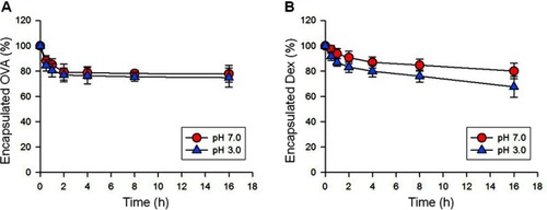 Figure S2 In vitro release kinetics. NP[OVA+Dex] was incubated in buffers with pH 3.0 and pH 7.0 at 37°C. At indicated time points, the NP[OVA+Dex] was collected by centrifuging at 3,000g for 10 min, and then lysed in a lysis buffer containing 0.5% SDS and 0.5 N NaOH for the determination of OVA content, or in a 1:1 mixture of DMSO and methanol for the determination of Dex. The OVA content was determined using a microbicinchoninic acid assay, and the Dex content was determined using HPLC, as described in detail in the methods section